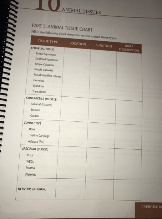 Types Of Epithelial Tissue Chart