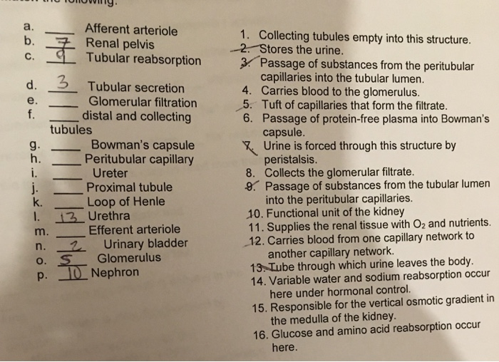 Afferent arteriole Renal pelvis a. 1. Collecting tubules empty into this structure. -2. Stores the urine. b. rubular reabsorptionPassage of substances from the peritubular capillaries into the tubular lumen. Carries blood to the glomerulus. d. 5 Tubular secretion 4. Glomerular filtration 5. Tuft of capillaries that form the filtrate. distal and collecting e. 6. tubules g. h. Passage of protein-free plasma into Bowmans capsule Urine is forced through this structure by peristalsis. Bowmans capsule Peritubular capillary Ureter Proximal tubule Loop of Henle 8. Collects the glomerular filtrate. 9. Passage of substances from the tubular lumen into the peritubular 

<div class=
