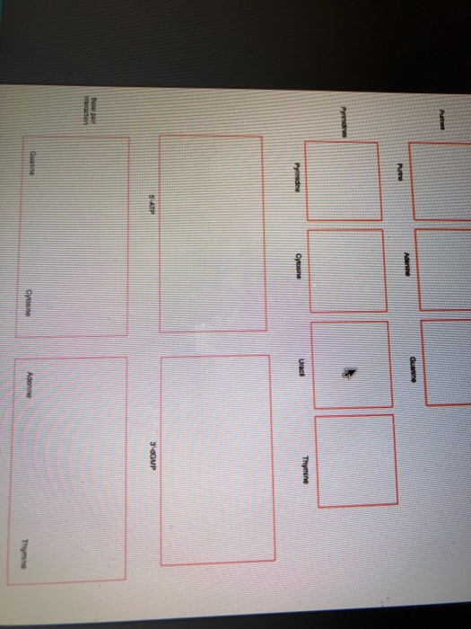 Draw In The Structure Of Each Nucleotide And Pairing Chegg Com