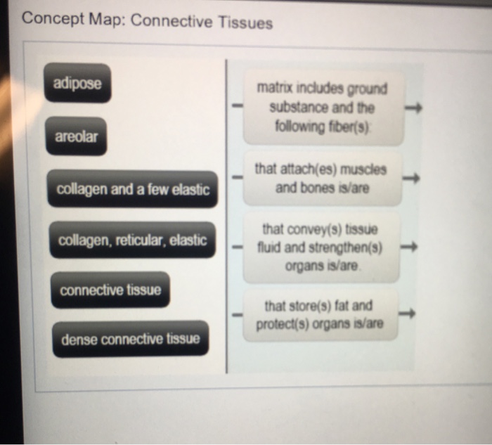 Concept Map Connective Tissues Solved Using No More Than 14 Propositions, Create A Concept | Chegg.com