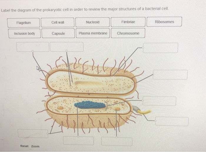 Label The Diagram Of The Prokaryotic Cell In Order To Chegg Com