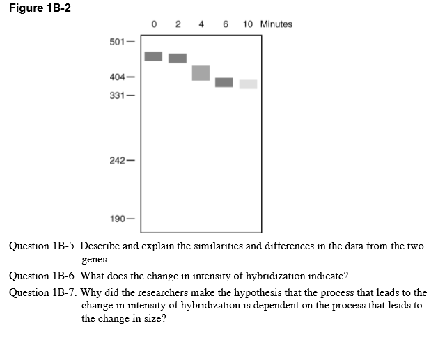 Figure 1B-2 0 2 4 6 10 Minutes 501- 404- 331- 242_ 190- Question 1B-5. Describe and explain the similarities and differences in the data from the two genes Question 1B-6. What does the change in intensity of hybridization indicate? Question 1B-7. Why did the researchers make the hypothesis that the process that leads to the change in intensity of hybridization is dependent on the process that leads to the change in size?