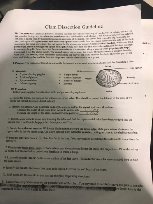 Clam Dissection Guideline Or Valves The Valves Chegg 