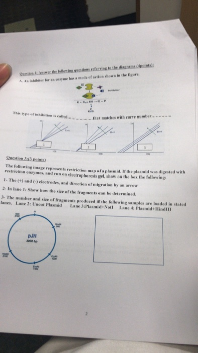 A ishibitor for an enryme has a mode of action shows in the igure This ope of inhibition is e .that matches with curve number.. The folowing image represents restriction map of a plasmid. If the plasmid was digested with restriction enzymes, and run on electrophoresis gel, show on the box the following 1- The (+) and ) electrodes, and direction of migration by an arrow 2- In lane l: Show how the size of the fragments can be determined & The aumber and size of fragments produced if the following samples are loaded in stated lanes. Lane 2: Uncut Plasmid Lane 3:Plasmid+Notl Lane 4: Plasmid+Hindlll pJH 000 bp