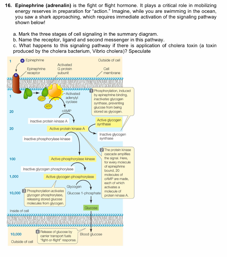 epinephrine pathway