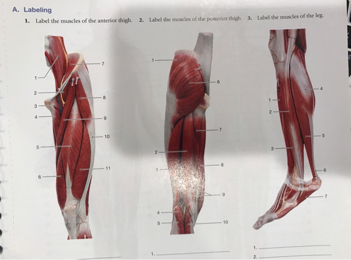 Solved Labeling 1 Label The Muscles Of The Anterior Thig