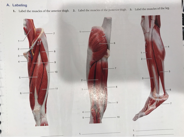 Leg Muscle Model Labeled