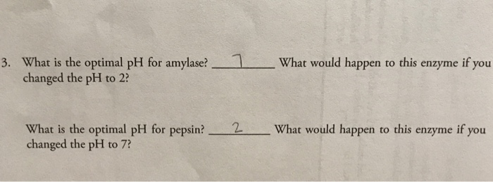 Solved 3 What Is The Optimal Ph For Amylase What Would H Chegg Com