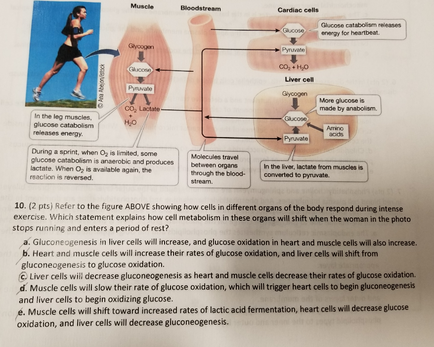 Muscle Bloodstream Cardiac cells Glucose catabolism releases energy for heartbeat. Glycogen Pyruvate Glucose CO2+ H2O Liver cell Pyruvate Glycogen More glucose is made by anabolism. In the leg muscles glucose catabolism releases energy. CO2 Lactate H20 Amino acids Pyruvate During a sprint, when 02 is limited, some glucose catabolism is anaerobic and produces lactate. When O2 is available again, the rsaction is reversed. Molecules travel In the liver, lactate from muscles is through the blood-converted to pyruvate. stream. 10. (2 pts) Refer to the figure ABOVE showing how cells in different organs of the body respond during intense exercise. Which statement explains how cell metabolism in these organs will shift when the woman in the photo stops running and enters a period of rest? a. Gluconeogenesis in liver cells will increase, and glucose oxidation in heart and muscle cells will also increase. b. Heart and muscle cells will increase their rates of glucose oxidation, and liver cells will shift from gluconeogenesis to glucose oxidation. Liver cells will decrease gluconeogenesis as heart and muscle cells decrease their rates of glucose oxidation. d. Muscle cells will slow their rate of glucose oxidation, which will trigger heart cells to begin gluconeogenesis and liver cells to begin oxidizing glucose. é. Muscle cells will shift toward increased rates of lactic acid fermentation, heart cells will decrease glucose oxidation, and liver cells will decrease gluconeogenesis.
