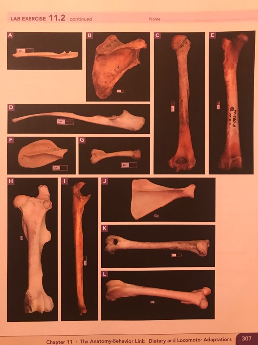 LAB EXERCISE Name Positional Adaptations 11.2 Sect... | Chegg.com