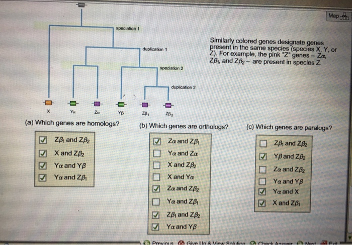 Solved Map Oo An Evolutionary Tree Is Shown Below Simila Chegg Com