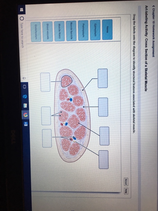 skeletal muscle cross section labeled