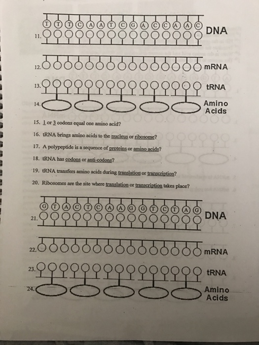 Date Protein Synthesis Worksheet Directions 1 Fill Chegg Com