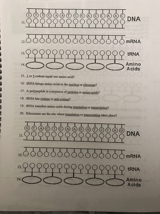 Solved Date: Protein Synthesis Worksheet Directions: 1