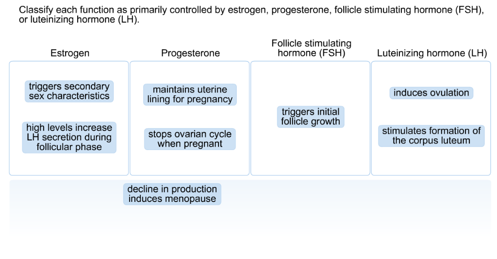 progesterone hormone function