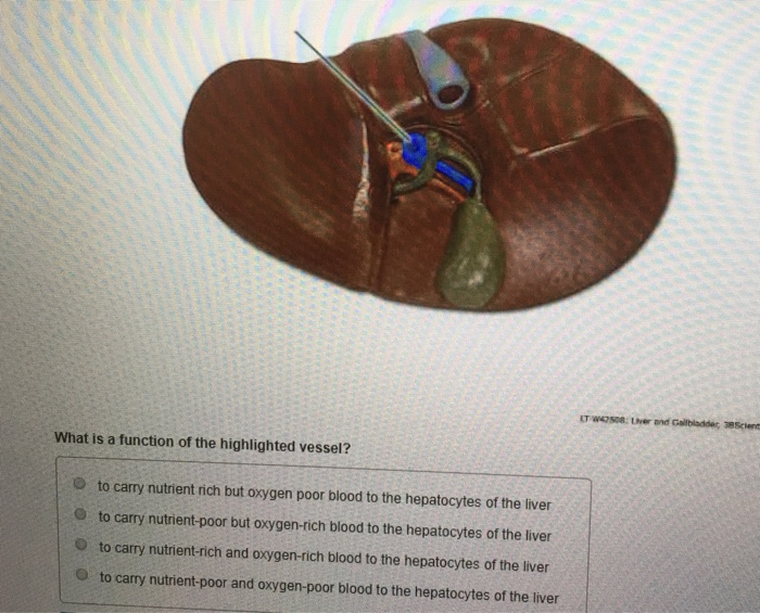 Solved Which Structure Is Highlighted? О Pulp O Enamel O