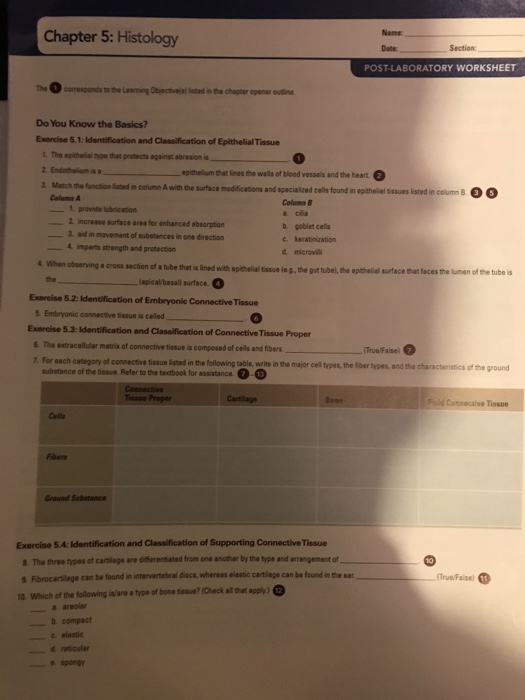 Solved Chapter 5: Histology Name Date: Section | Chegg.com