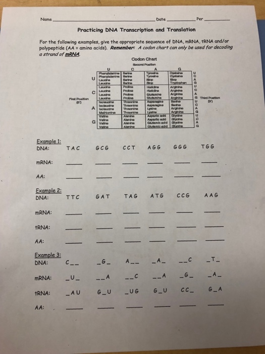 Solved Date Per Practicing DNA Transcription and Translation | Chegg.com