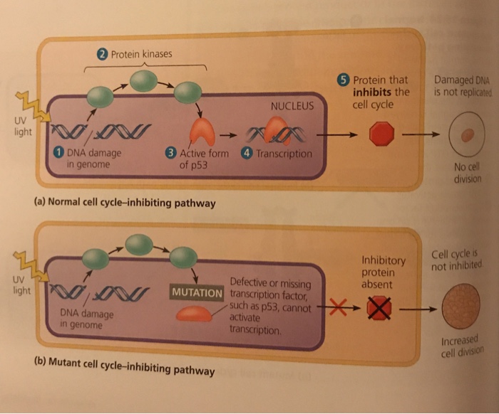 Solved 1 Growth Factor Bc Protein 6 Protein That Stimulat Chegg Com