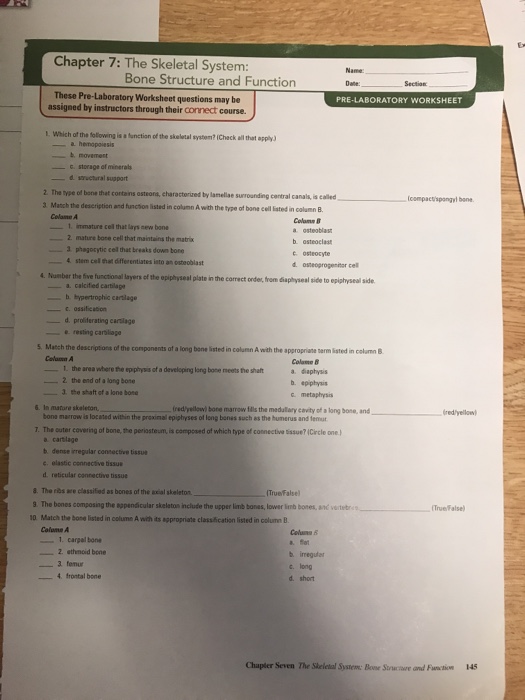 Solved Chapter 7 The Skeletal System Name Bone Structure Chegg Com