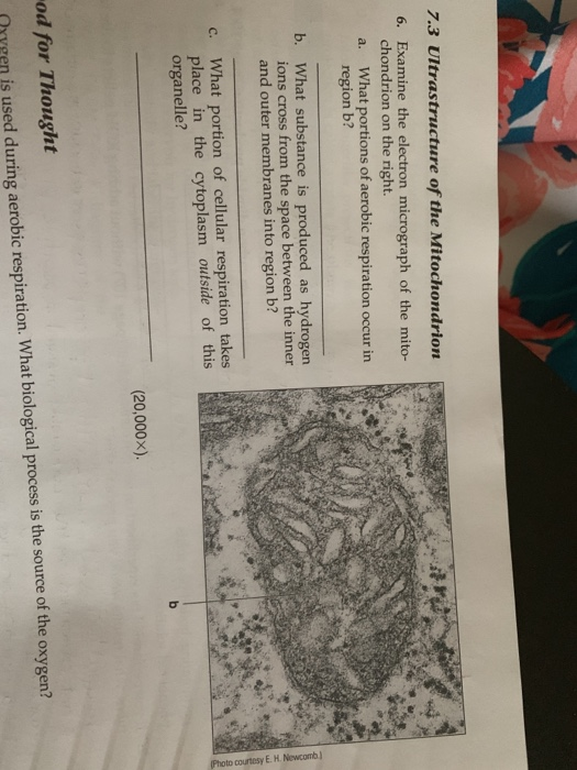 Solved 7 3 Ultrastructure Of The Mitochondrion 6 Examine Chegg Com