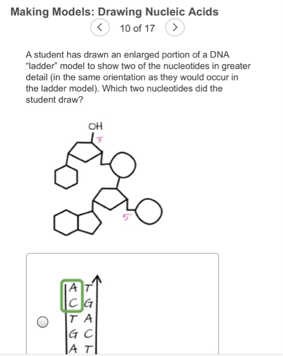 nucleic acids drawing