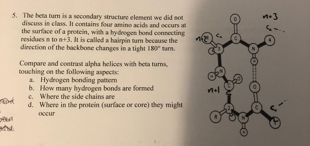 beta turn amino acids