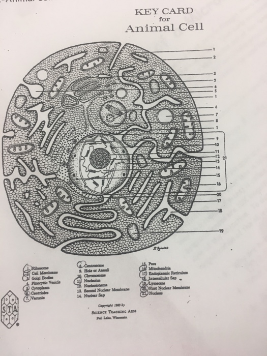 Key Card For Animal Cell 21 14 Hole Or Annali Golpi Chegg Com