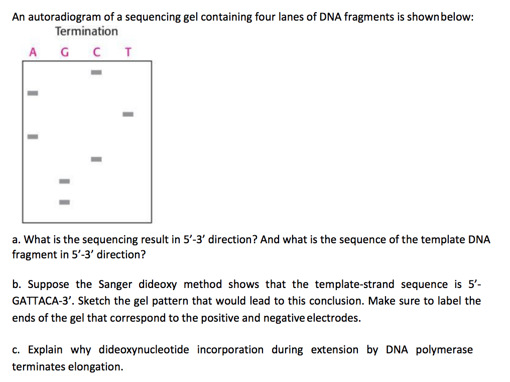 an autoradiogram of a sequencing gel