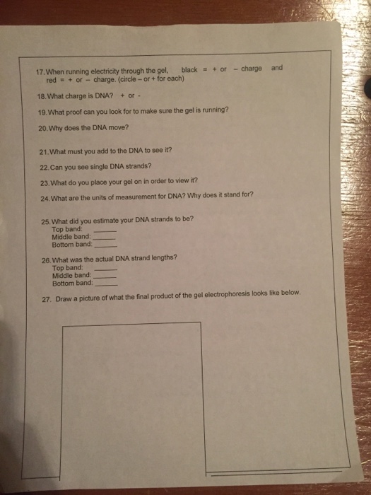Gel electrophoresis homework assignment answers image