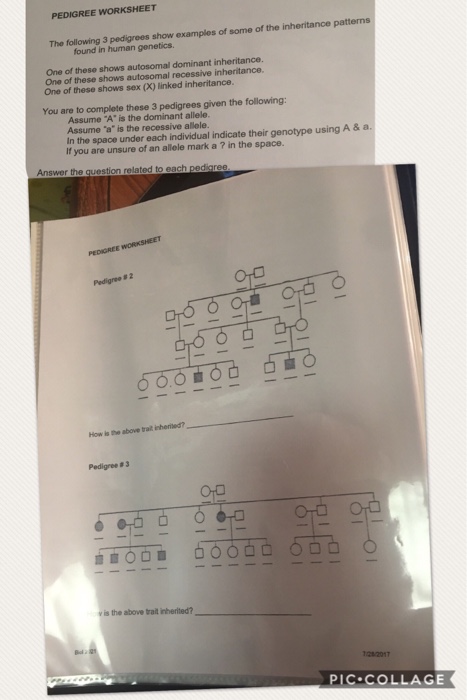 Pedigree Worksheet The Following 3 Pedigrees Show Chegg Com