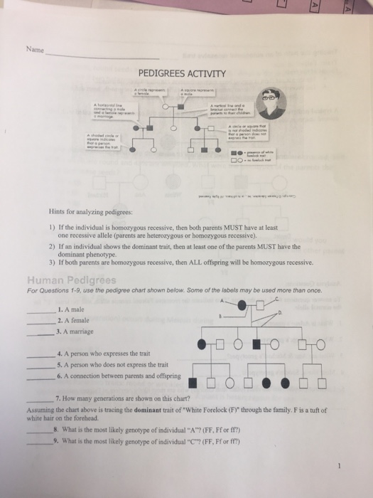 Name Pedigrees Activity Hints For Analyzing Chegg 