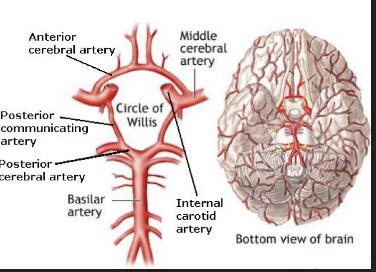 anterior cerebral artery