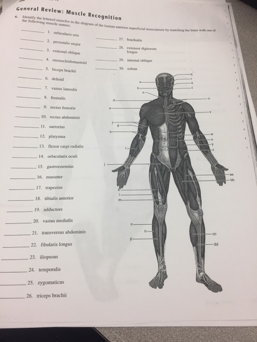 Solved General Review Muscle Recognition 6 Identify The Chegg Com