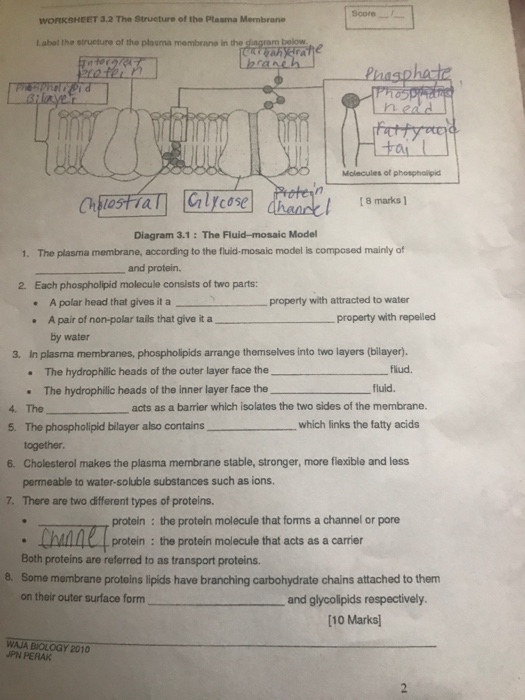 plasma membrane structure and function worksheet answers