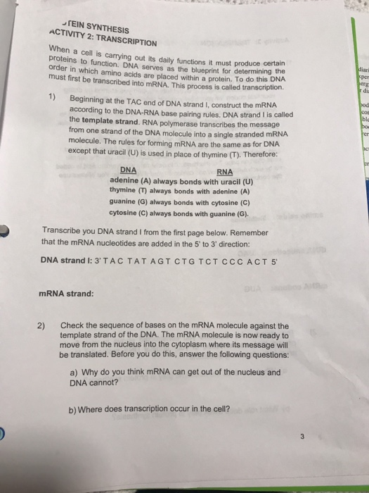 Solved Tein Synthesis Activity 2 Transcription When Chegg Com