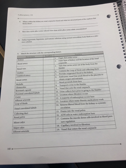 Urinary lab essay 04 picture