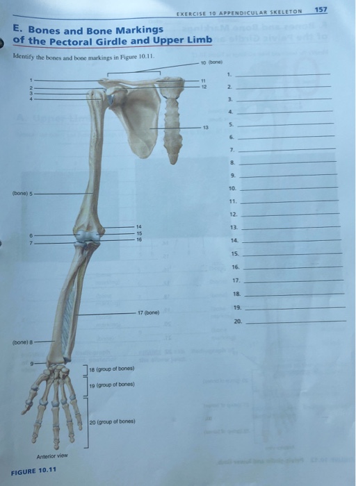 The pectoral girdle and upper limb-right upper limb, anterior view Diagram