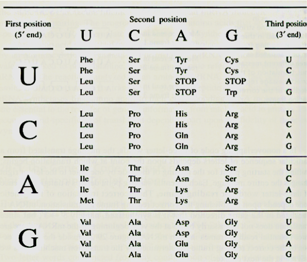 Mrna Amino Acid Sequence Chart