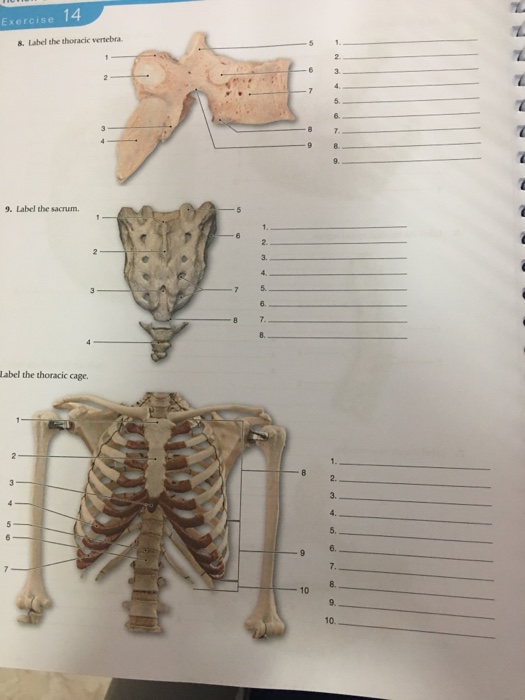 Solved Exercise 8label The Thoracic Vertebra 3 5 9 8