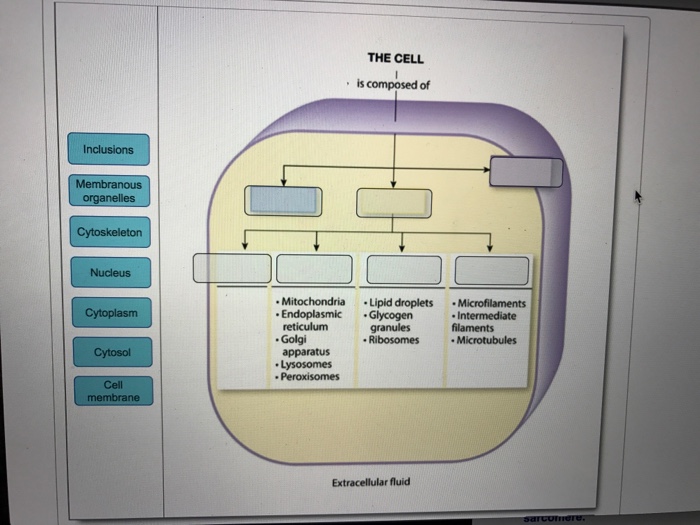 The Cell Is Composed Of Inclusions Membranous Chegg Com