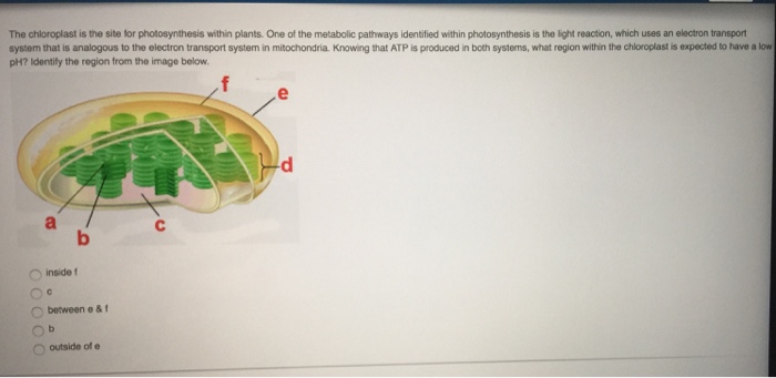 In higher plants the shape of the chloroplast is - NEETLab