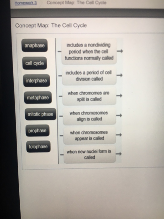 Cell Cycle Concept Map Answers Solved: The Cell Cycle Concept Map Using No More Than 14 P 