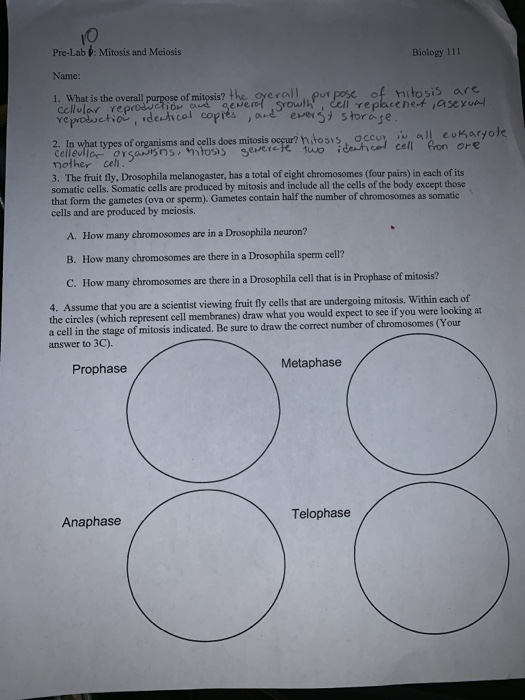 Solved Pre Lab Mitosis And Meiosis Biology 111 Name W Chegg Com