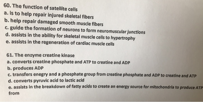 Solved The Function Of Satellite Cells A Is To Help Repair Chegg Com