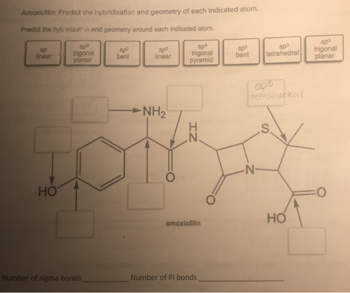 Amoxicilin Predict The Hybridization And Geometry Of Chegg 