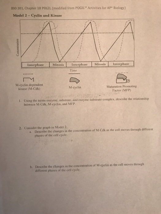 Bio 301 Chapter 18 Pogil Modified From Poglil Chegg 