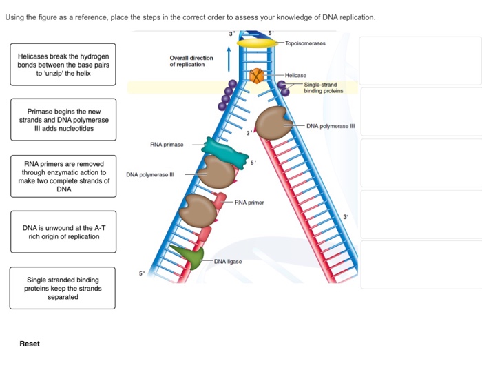 Download 5 Steps Of Dna Replication In Order Gif