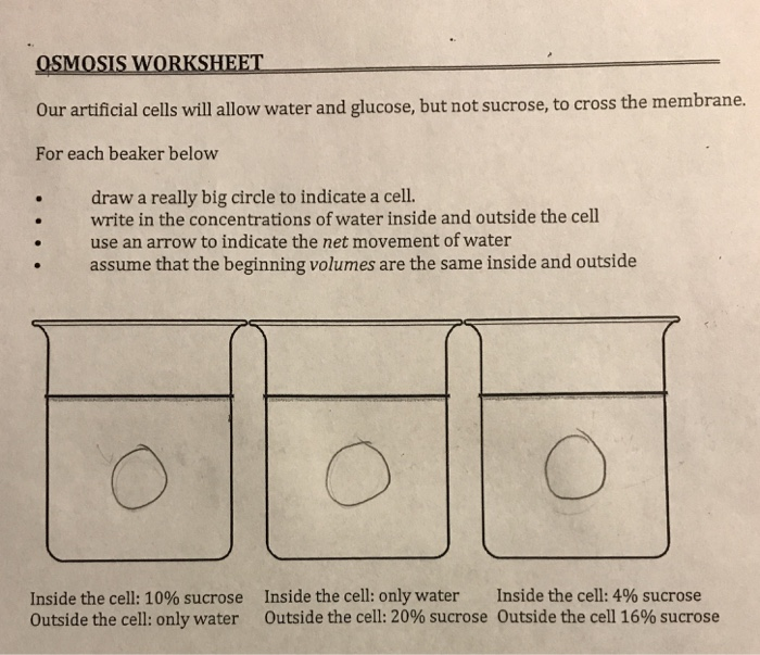 Osmosis and diffusion practice worksheet image