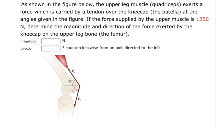 Solved As shown in the figure below, the upper leg muscle
